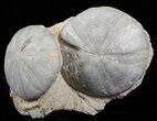 Two Displayable Fossil Sea Urchins (Clypeus) - England #62706-1